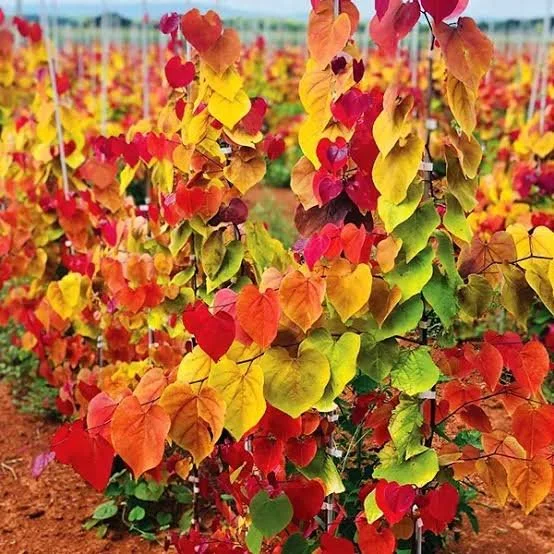 Cercis canadensis 'Flamethrower' Redbud