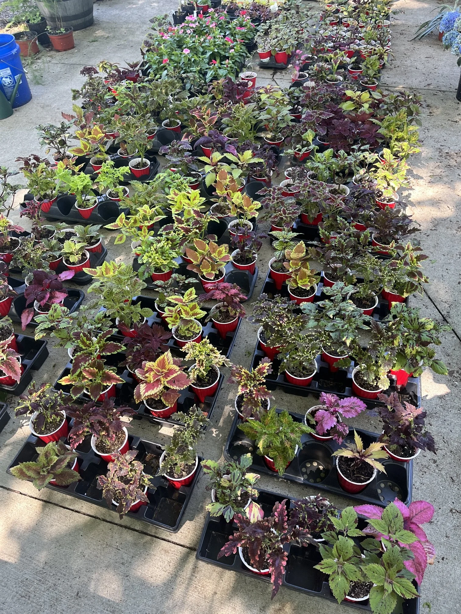 Numerous potted plants with colorful, variegated leaves arranged in black plastic trays outdoors on concrete ground.