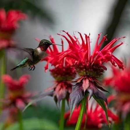Monarda ‘Garden View Scarlet’ Beebalm