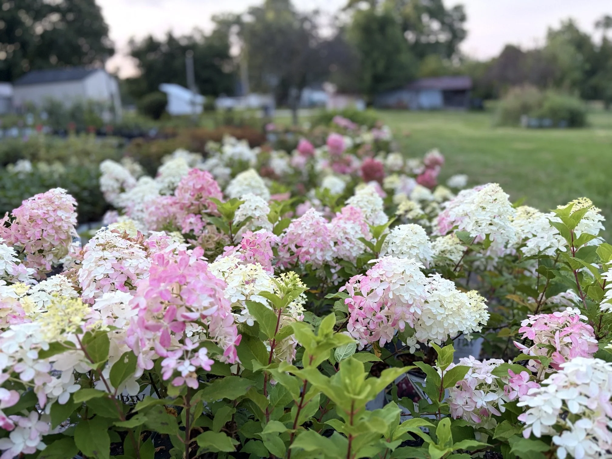 Close-up of pink, white, and light purple hydrangea flowers in a garden with a blurred background of trees, grass, and structures.