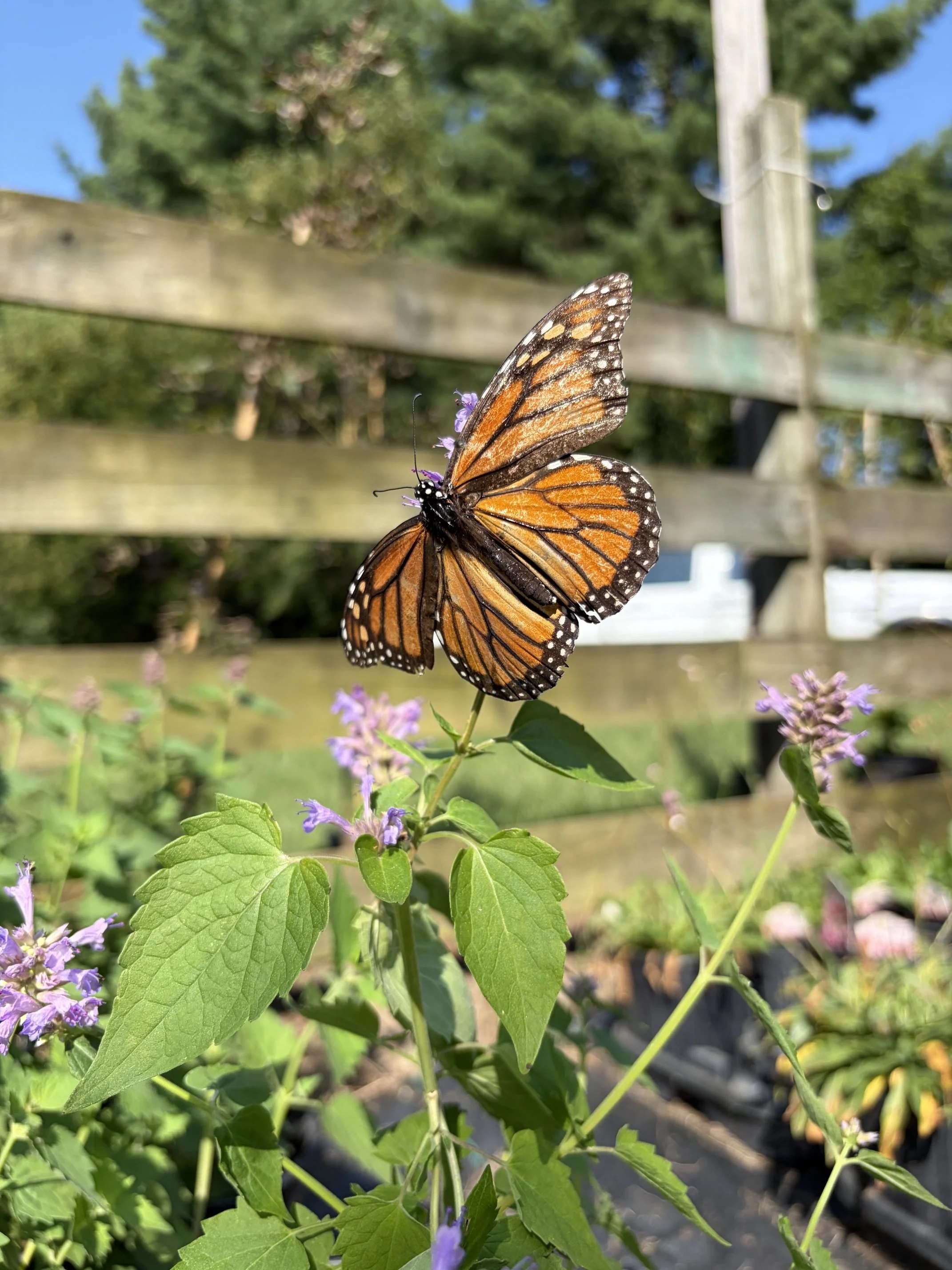 A Monarch butterfly resting on a purple flower plant in a garden with green foliage and a wooden fence in the background.