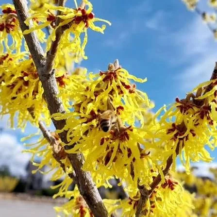 Hamamelis vernalis — Vernal Witch Hazel