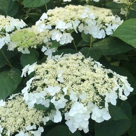 Hydrangea arborescens ‘Haas Halo’
