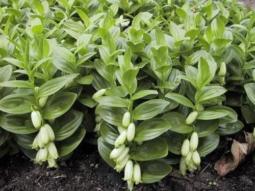 Solomon’s Seal (Dwarf)