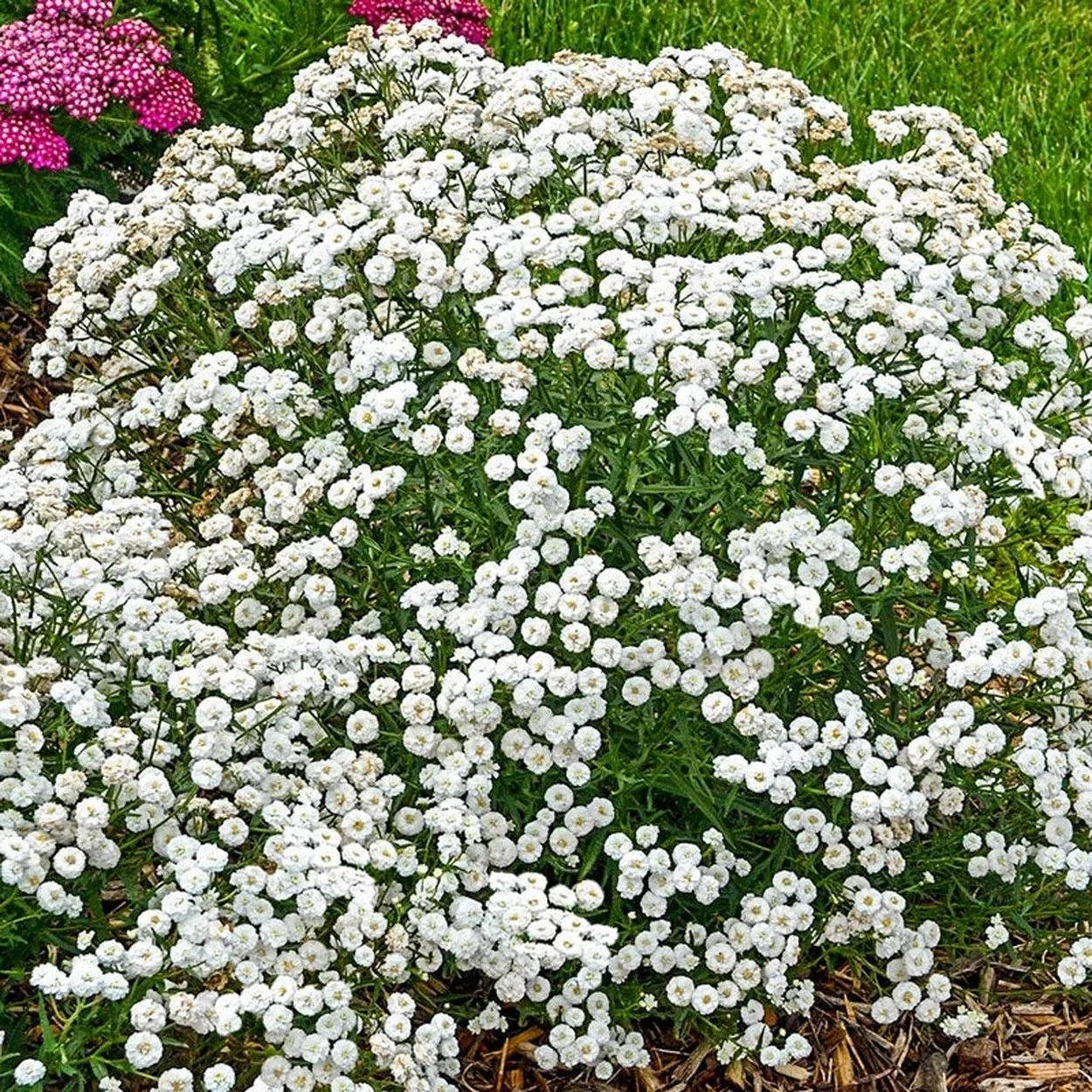 Achillea ‘Peter Cottontail’