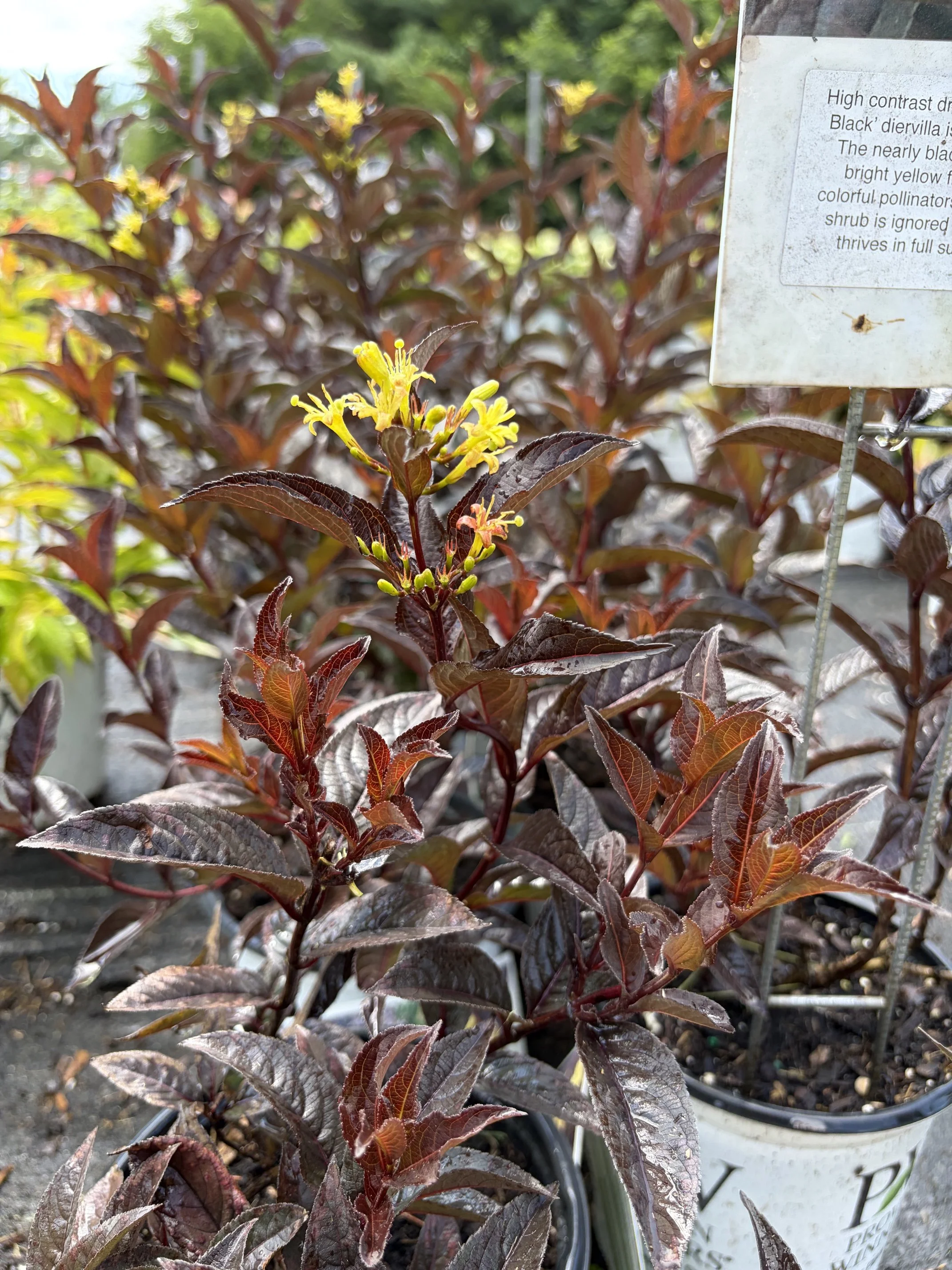 Close-up of a plant with reddish-purple leaves and small yellow flowers, in a garden store container.