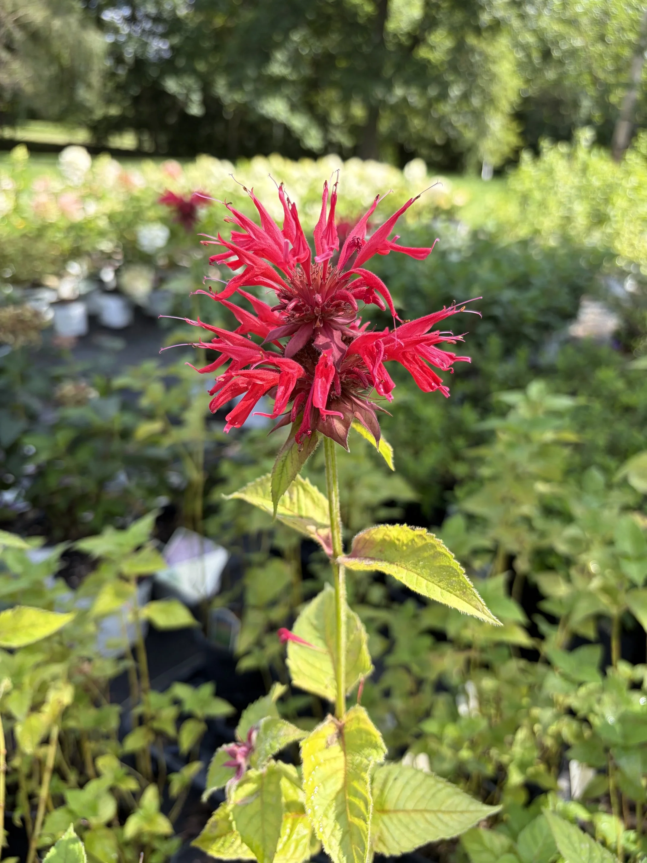 Close-up of a bright pink flower with narrow, spiky petals and green leaves in a garden setting.