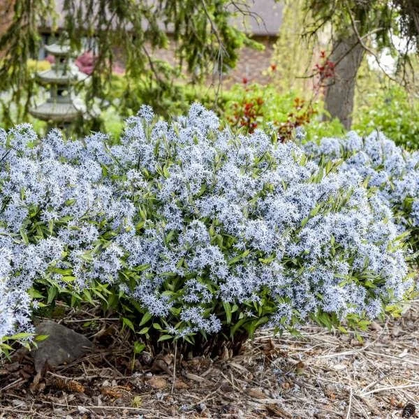Amsonia ‘Blue Ice’ — Blue Star