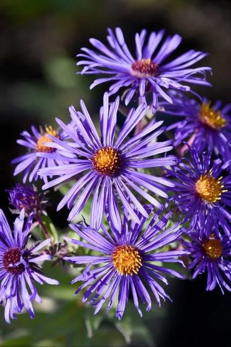 Aster ‘Thunderdome’