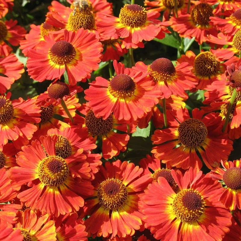 Helenium ‘Salsa’ — Sneezeweed