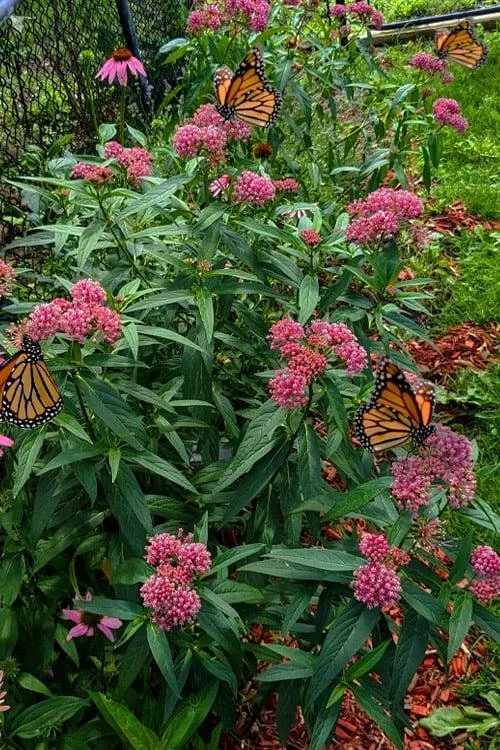 Asclepias incarnata ‘Swamp Milkweed’