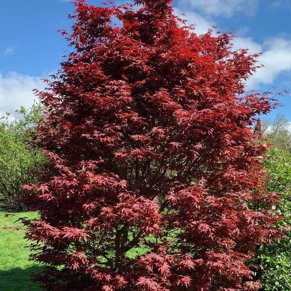 Acer palmatum ‘Emperor I’ Japanese Maple