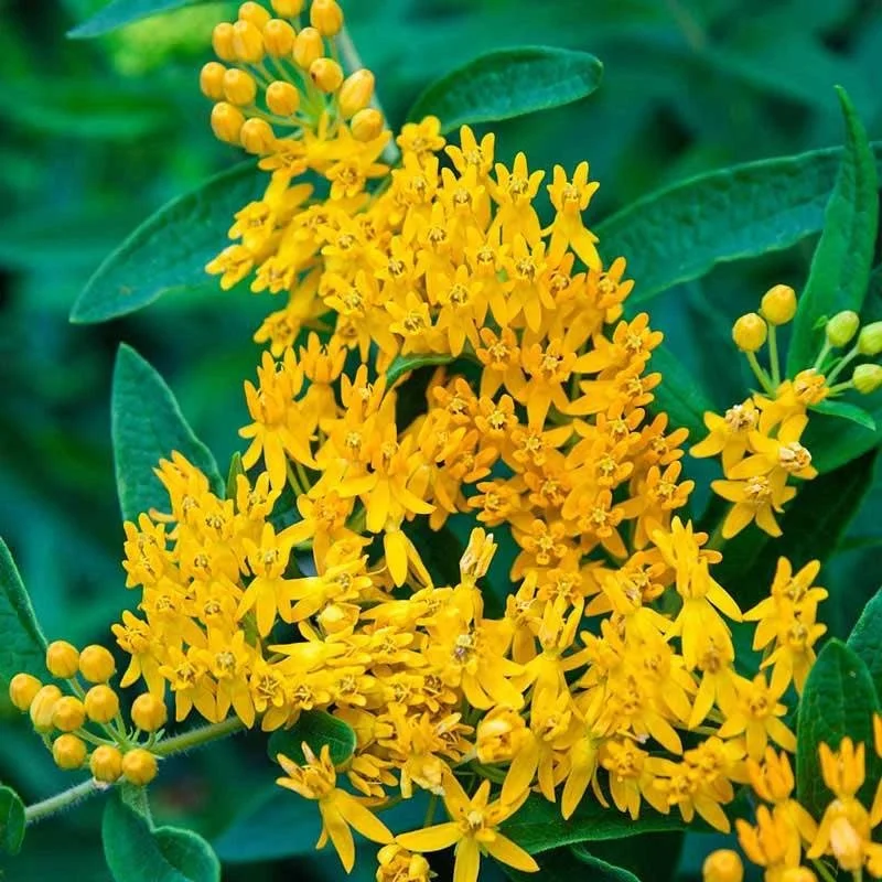 Asclepias ‘Hello Yellow’ — Butterfly Weed