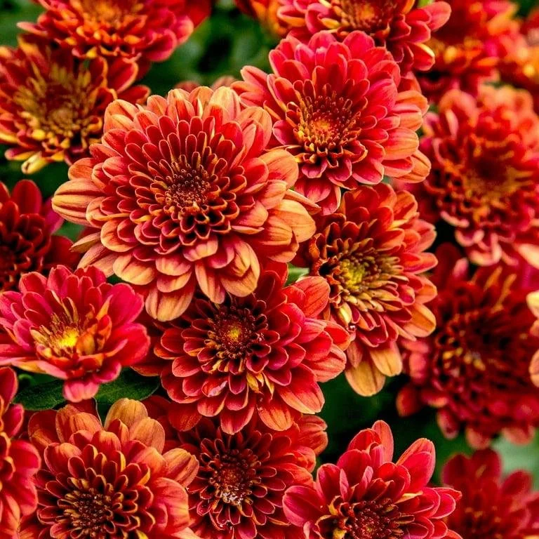 Mum ‘Brandywine Sunset’