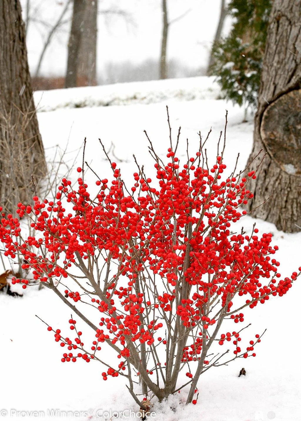Ilex verticillata ‘Berry Poppins’ Winterberry holly