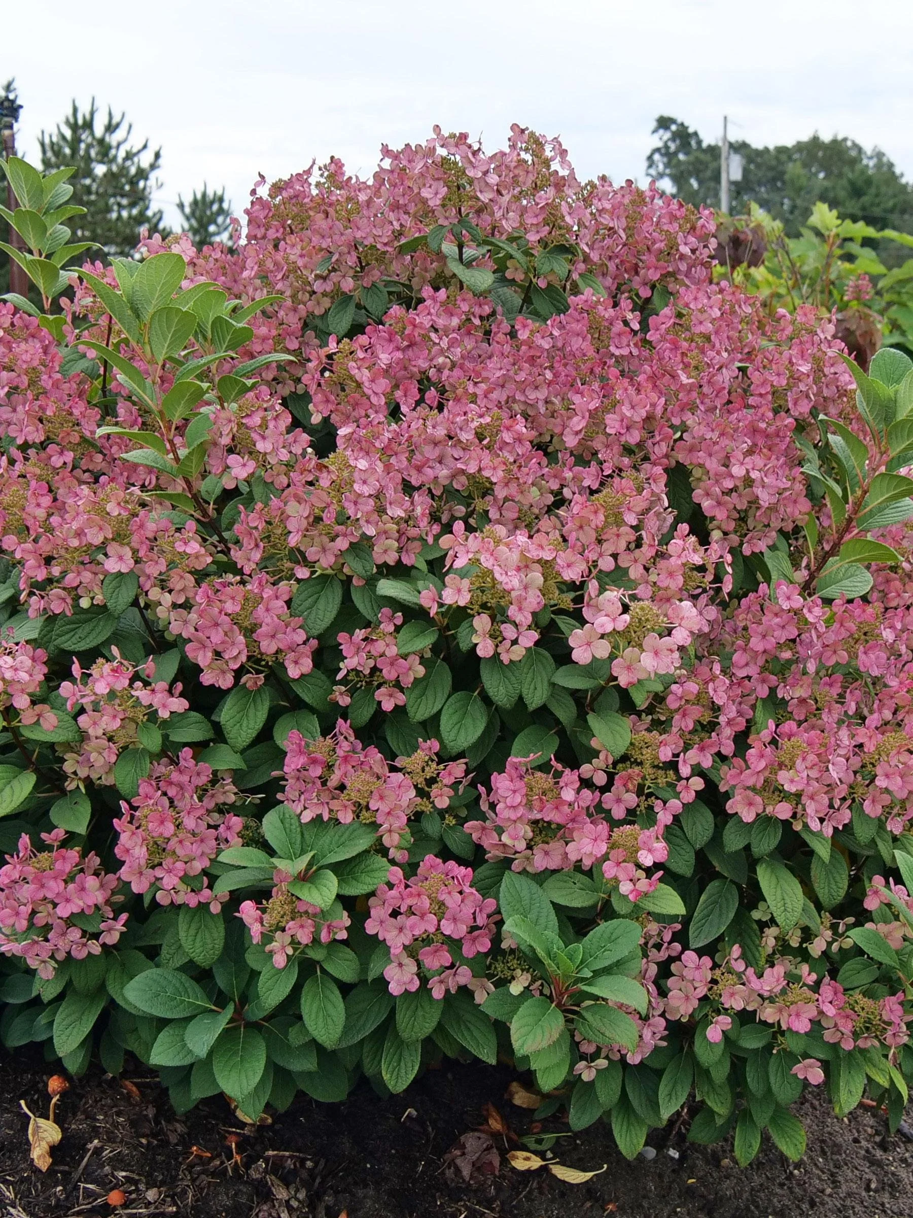 Hydrangea paniculata ‘Little Quick Fire’