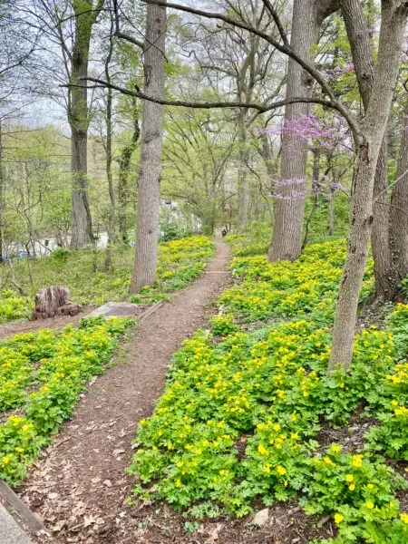 celandine-poppy-and-redbud-native-gardening-450x600.webp