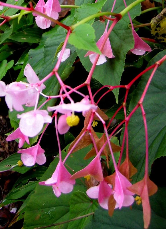 Hardy Begonia — Begonia grandis