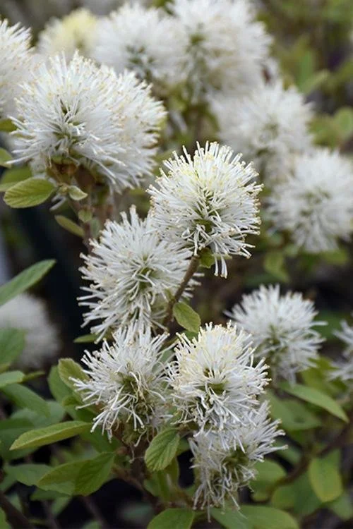 Fothergilla ‘Legend of the Small’ — Bottlebrush