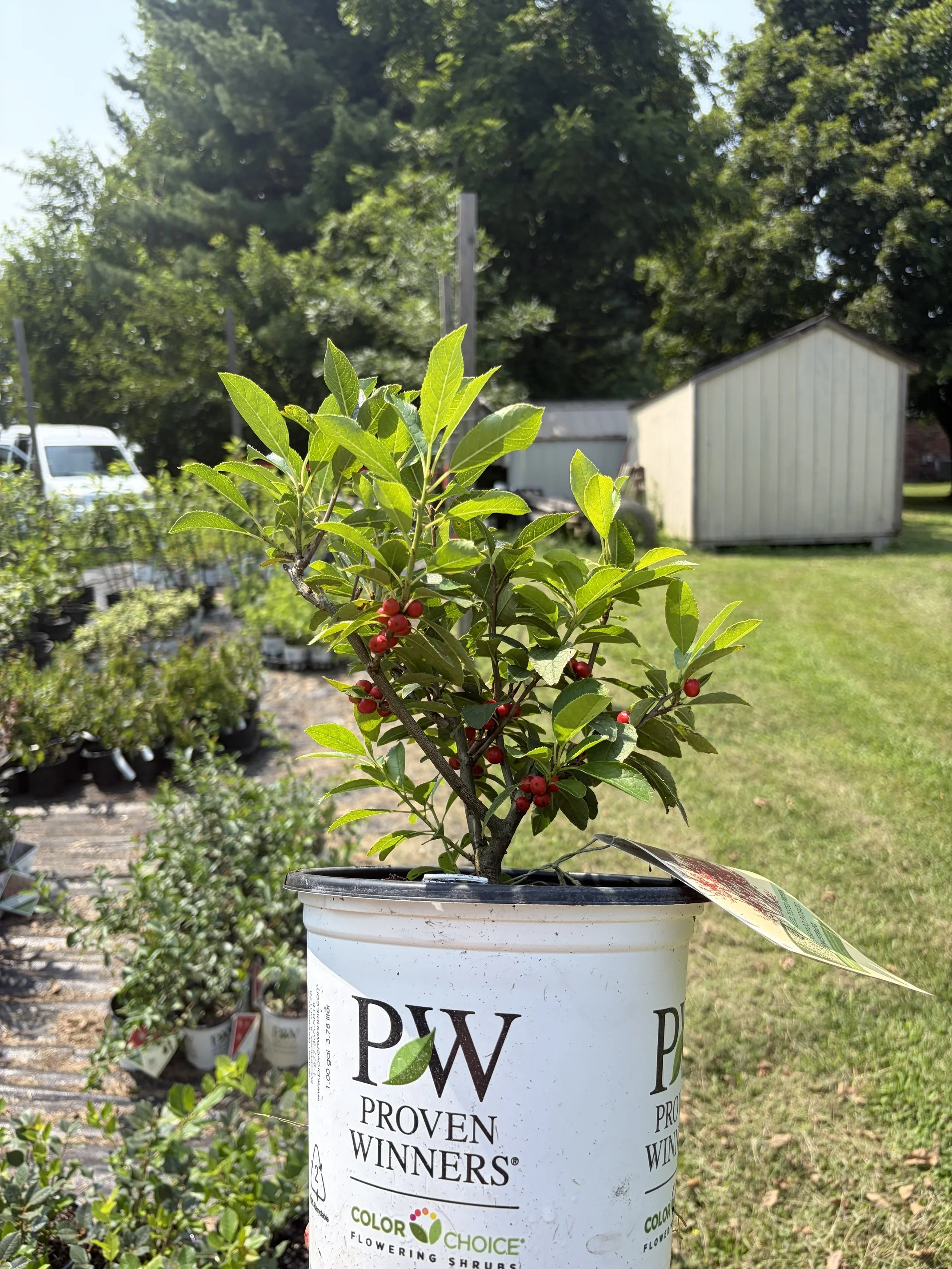 A potted plant with green leaves and red berries outdoors on a sunny day, with a white shed, trees, and a white vehicle in the background.