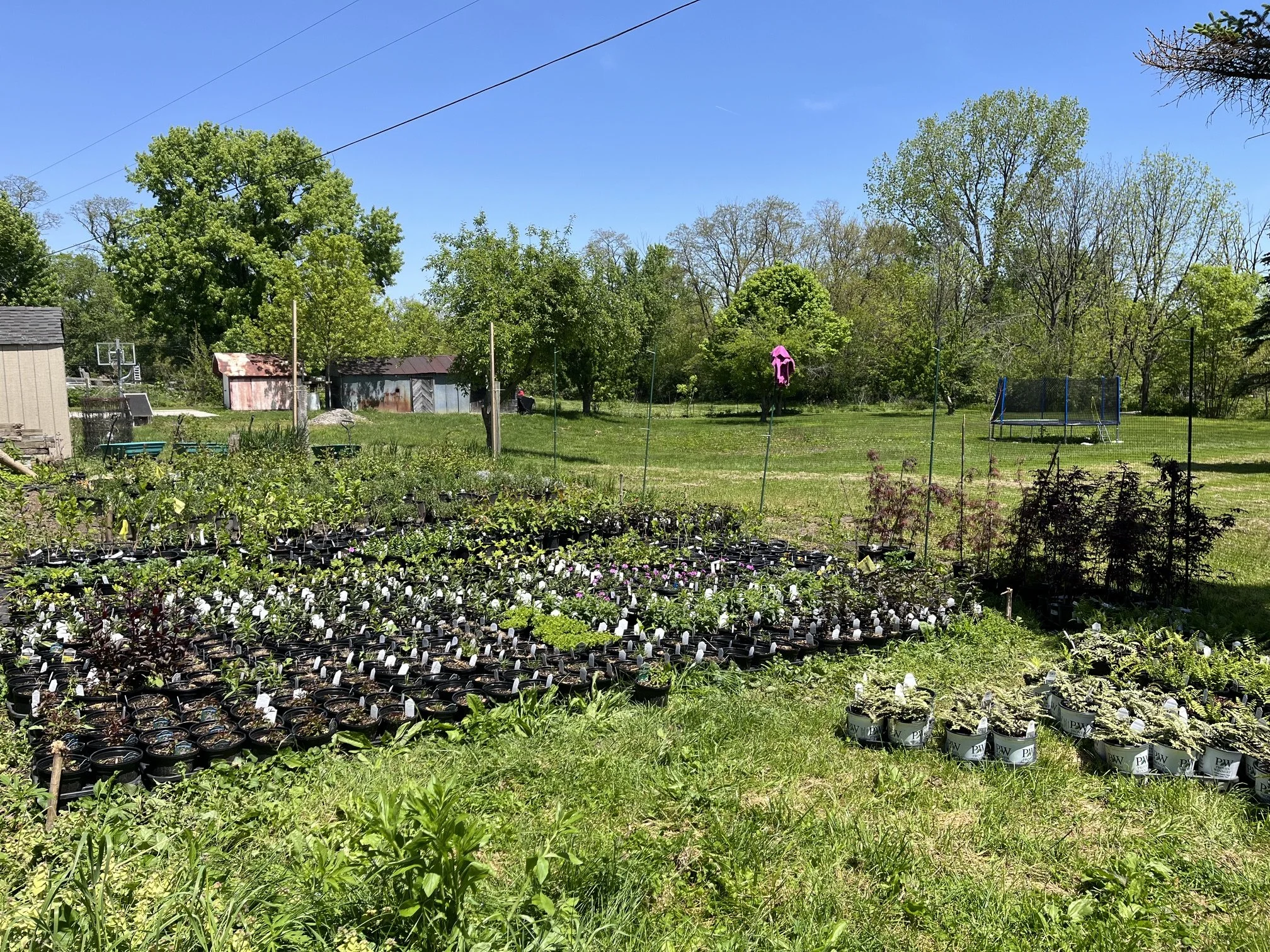 A rural backyard with a garden, multiple trees, a trampoline, and small sheds under a clear blue sky.