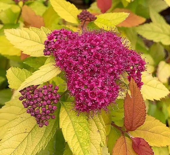 Spirea ‘Candy Corn’