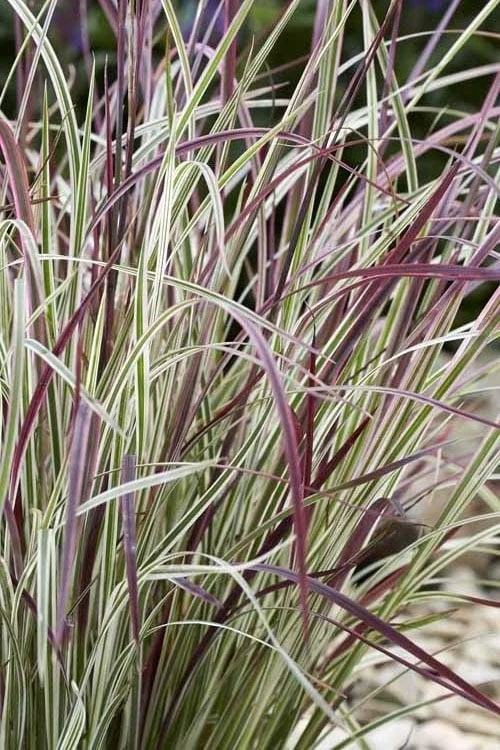 Little Bluestem ‘Chameleon’