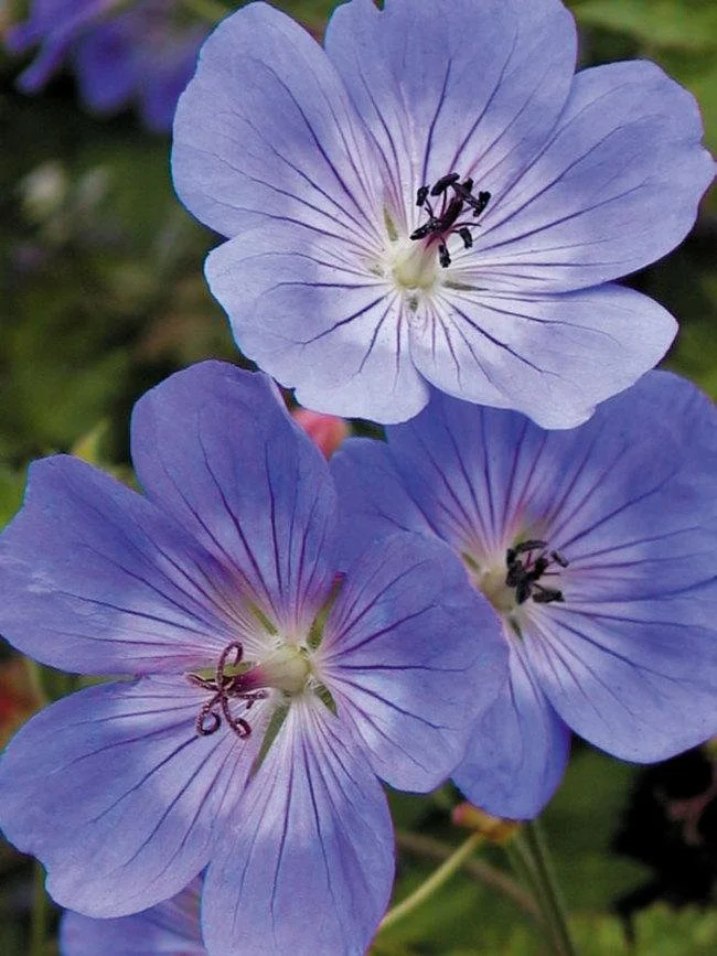 Geranium ‘Rozanne’