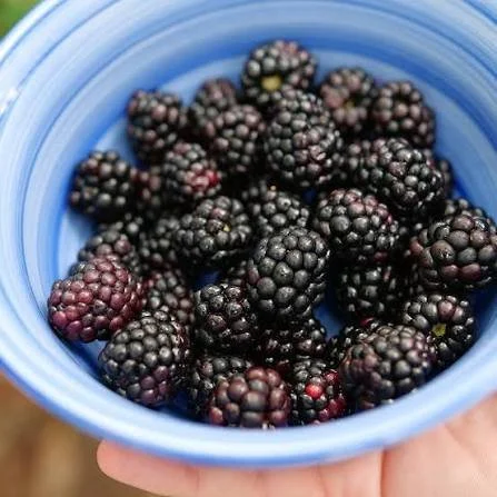 Blackberry ‘Taste of Heaven’