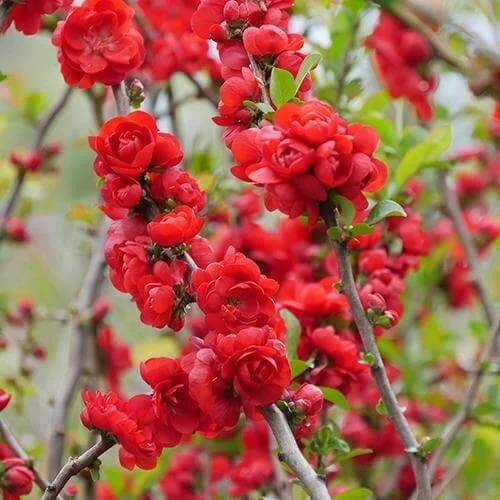 Quince, Flowering ‘Double Take Scarlet’ Thornless