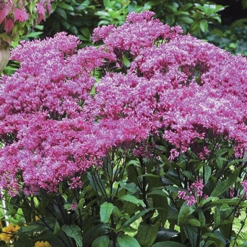 Eupatorium ‘Little Pye’ — Dwarf Joe Pye Weed
