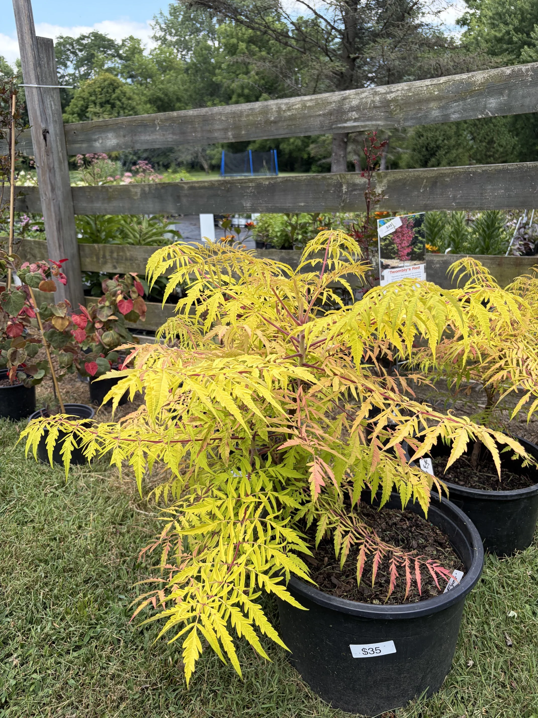 Yellow and red flowering plant in a black pot with a price tag of $35, situated outdoors with a wooden fence and green trees in the background.
