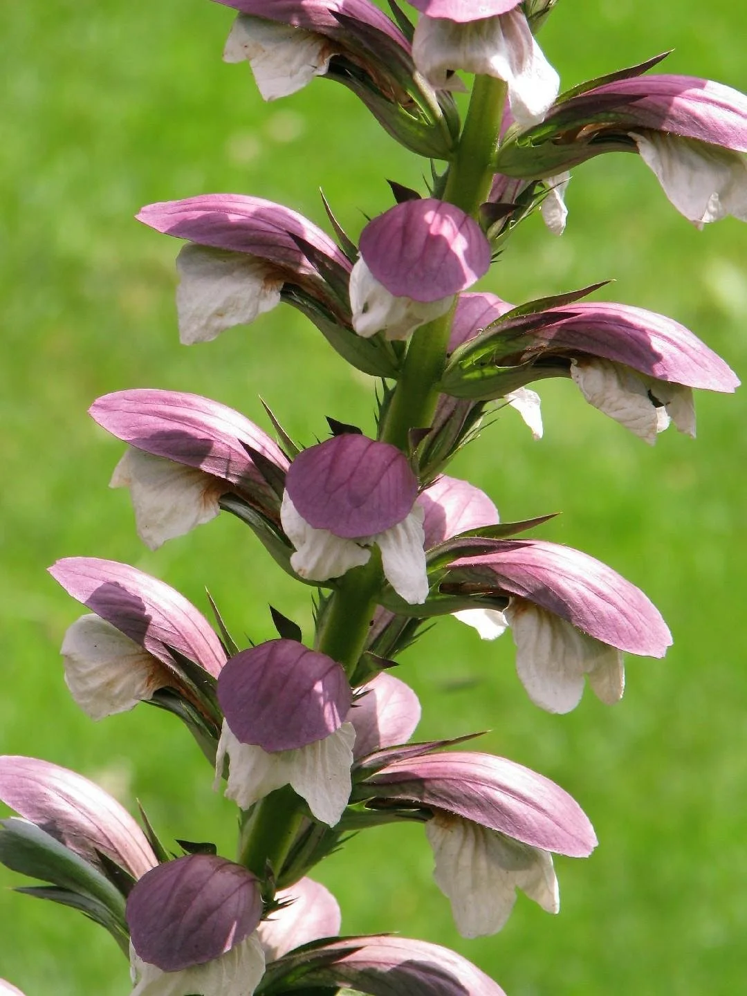 Acanthus spinosus — Bear's Breeches