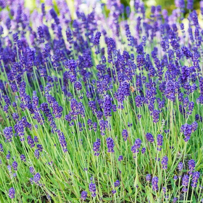 Lavender ‘Phenomenal’