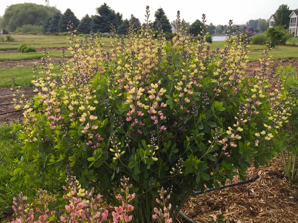 Decadence_Pink_Lemonade_False_Indigo_in_Landscaping__82475.webp