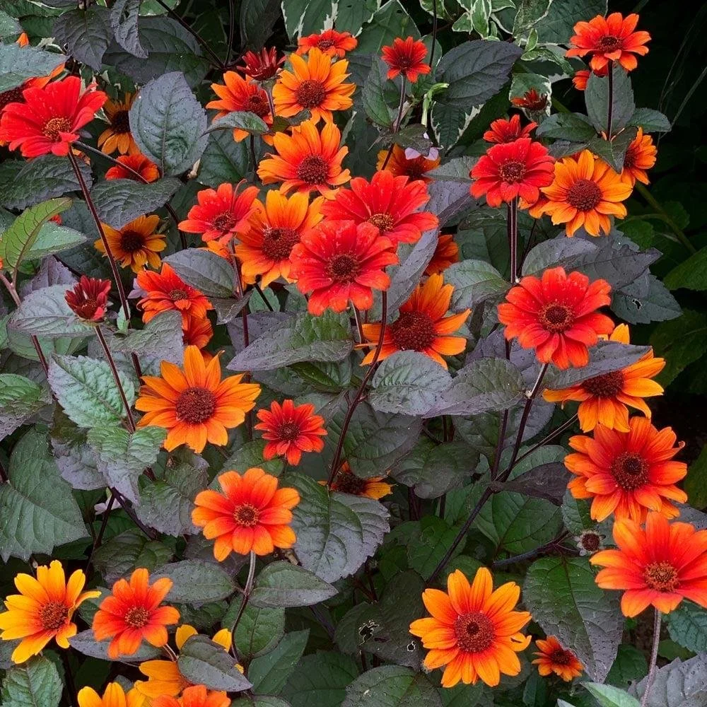 Heliopsis ‘Bleeding Hearts’ — False Sunflower