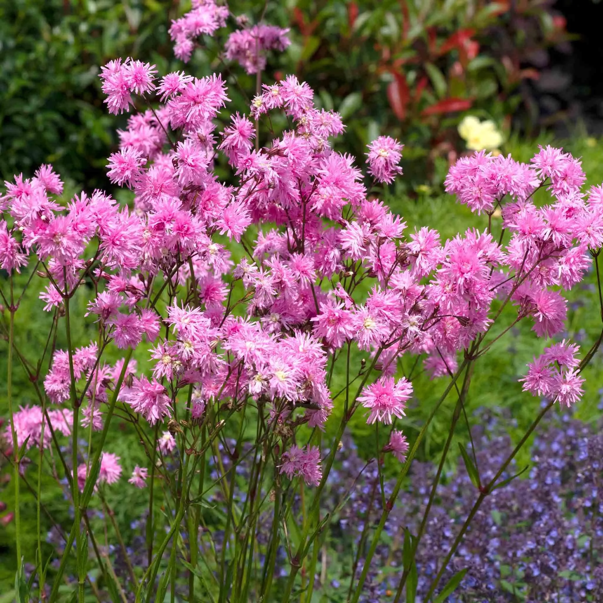 Ragged Robin (Lychnis)  ‘Petite Jenny’