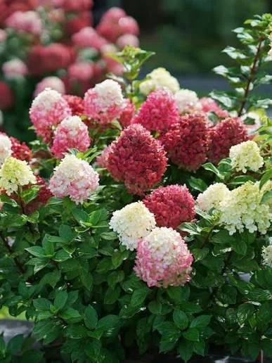 Hydrangea paniculata ‘Little Lime Punch’