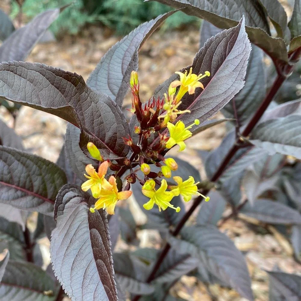 Diervilla ‘Kodiak Jet Black’