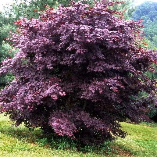 Acer palmatum ‘Moonfire’ Japanese Maple