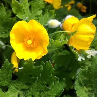 Celandine Wood Poppy (Stylophorum diphyllum)