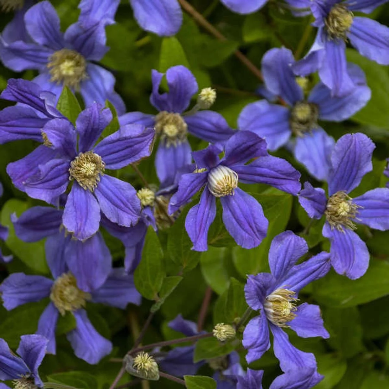 Clematis ‘Rain Dance’