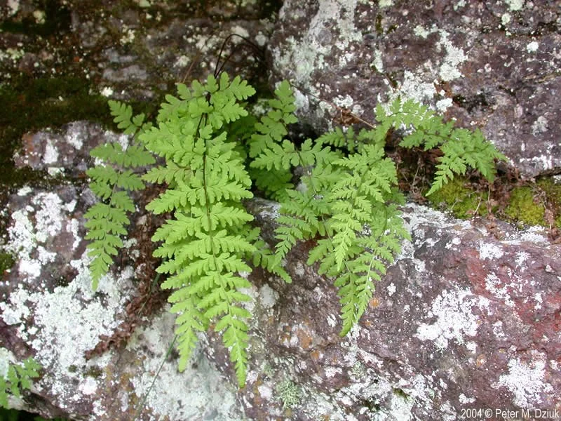 Fern 'Fragile Fern'