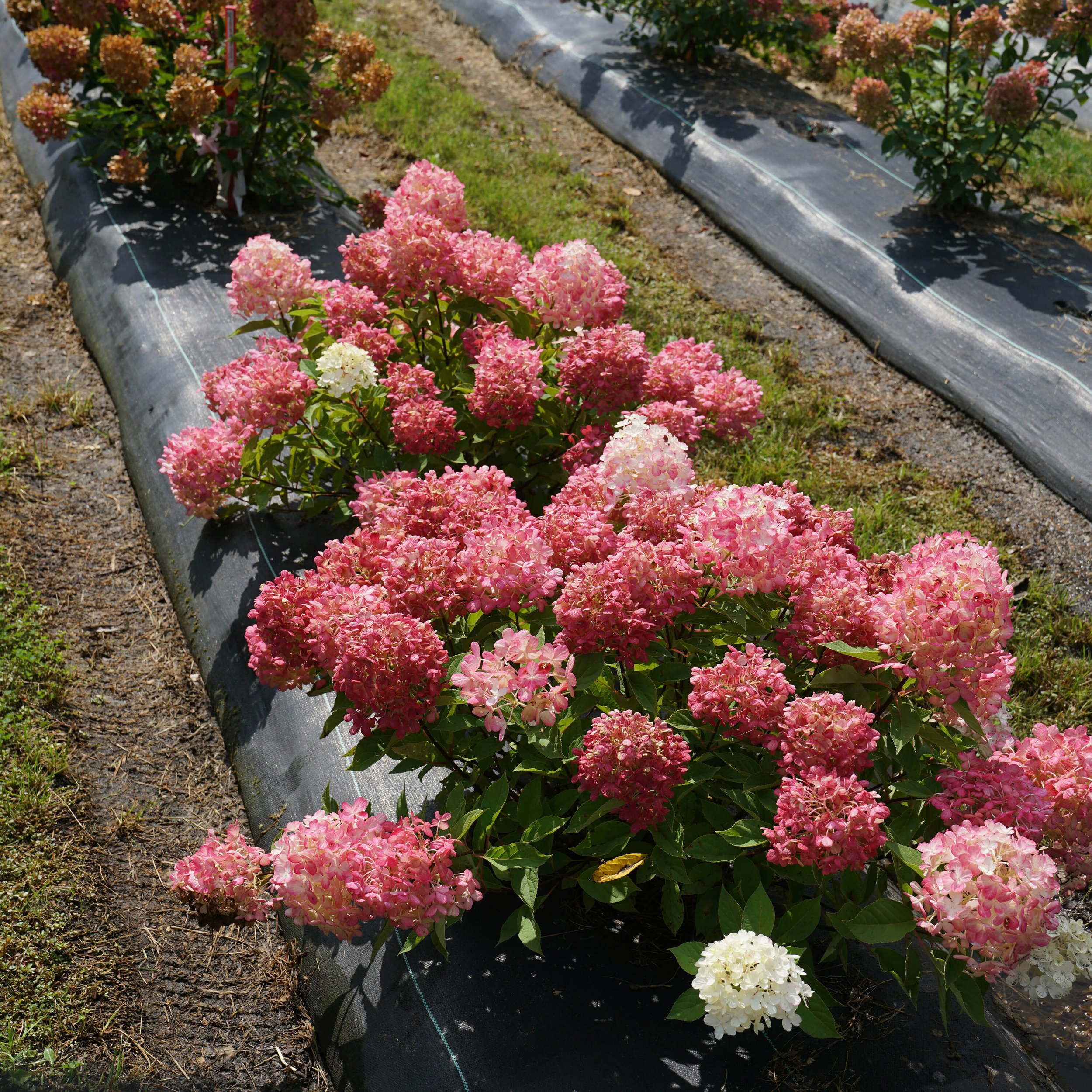 Hydrangea paniculata ‘Fire Light Tidbit’