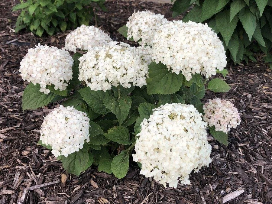 Hydrangea arborescens ‘Invincibelle Wee White’