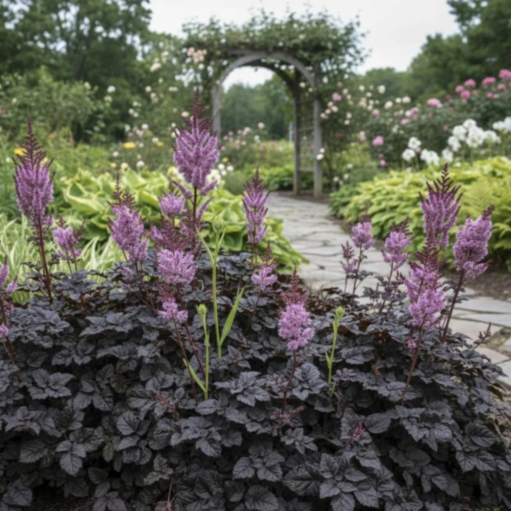 Astilbe ‘Dark Side of the Moon’