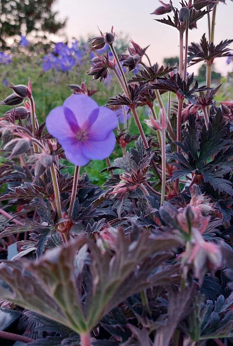 Geranium ‘Boom Chocolatta’