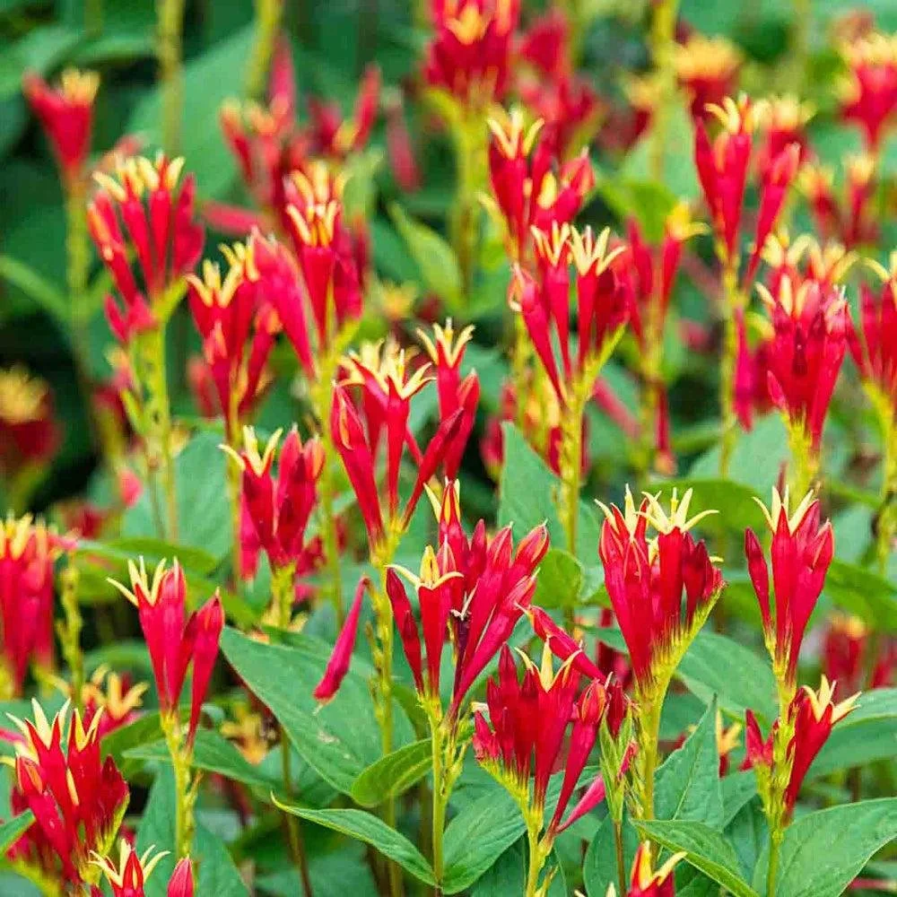 Spigelia ‘Little Redhead’ — Indian Pink