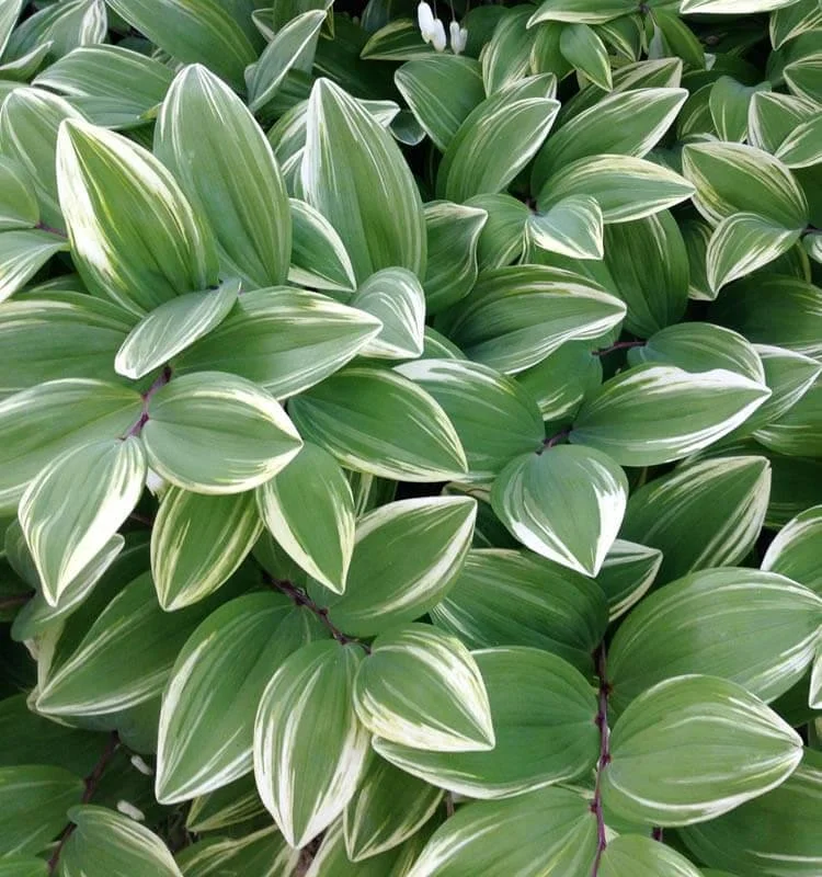 Solomon’s Seal (Varigated)