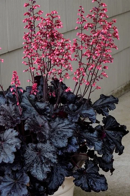 Heuchera ‘Timeless Night’ — Coral Bells